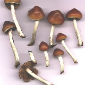 Psilocybe azurescens 