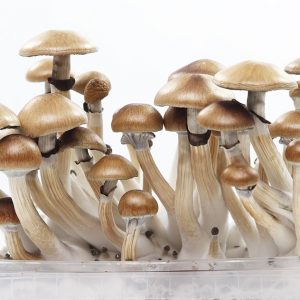 magic mushroom spores