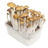 golden teacher mushrooms