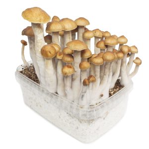 golden teacher mushrooms