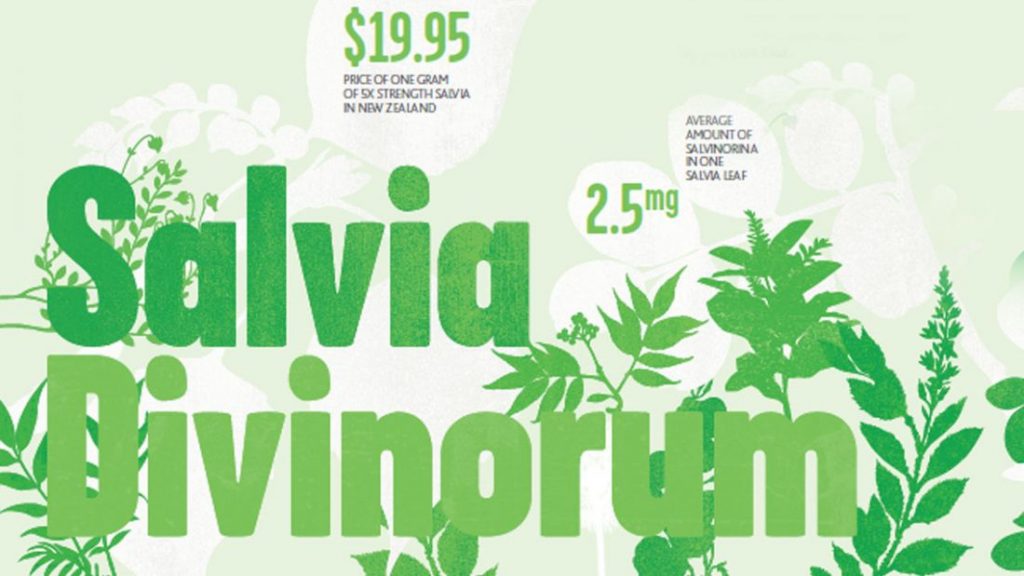 Buy salvia Divinorum online