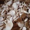 health and nutritional benefits of mushrooms