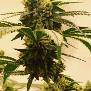 Phantom OG feminized Seeds