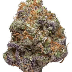 purple og kush marijuana strain