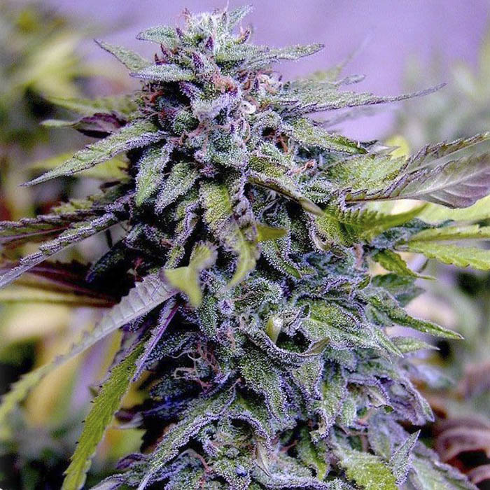 grand-daddy-purple-feminized-4 Granddaddy Purple Marijuana seeds for sale