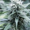 Amnesia Haze Feminized Seeds