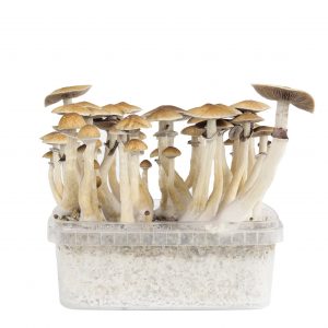 Magic mushroom grow kit Ecuador XP by FreshMushrooms®