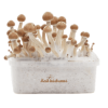 Fresh Mushrooms® Magic Mushroom Grow Kit Mexican XP