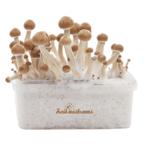 Fresh Mushrooms® Magic Mushroom Grow Kit Mexican XP