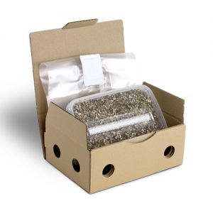 Magic Mushroom Grow Kit Mazatapec by Mondo®