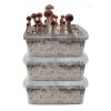 Three Magic Mushroom Grow kits Special Offer