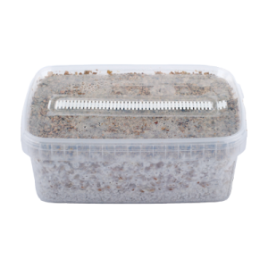 Magic Mushroom Grow Kit B+ XL by Mondo®