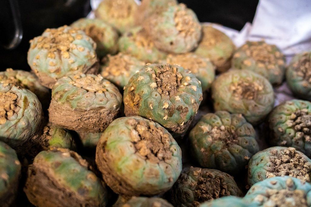 Mescaline Substance Guide