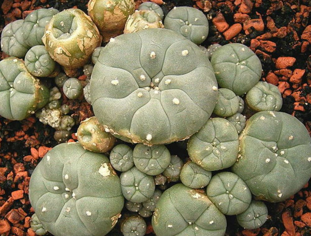 buy mescaline peyote cactus