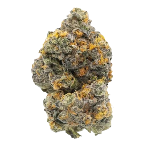 Tropical Gary Payton Strain