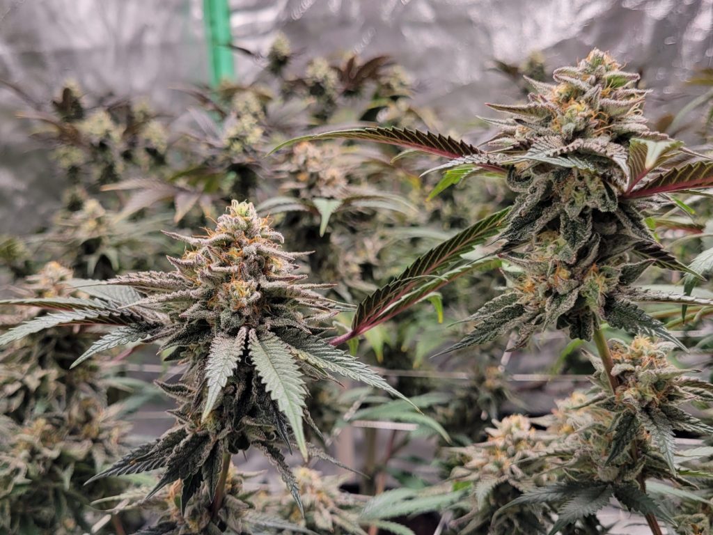 rise medical & recreational marijuana dispensary paterson paterson nj