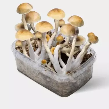 Magic Mushroom Grow Kit All in One