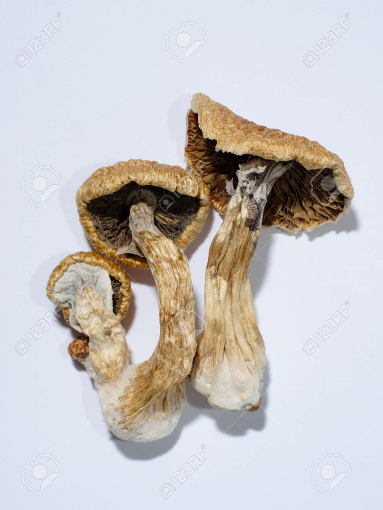 how long does it take for shrooms to kick in