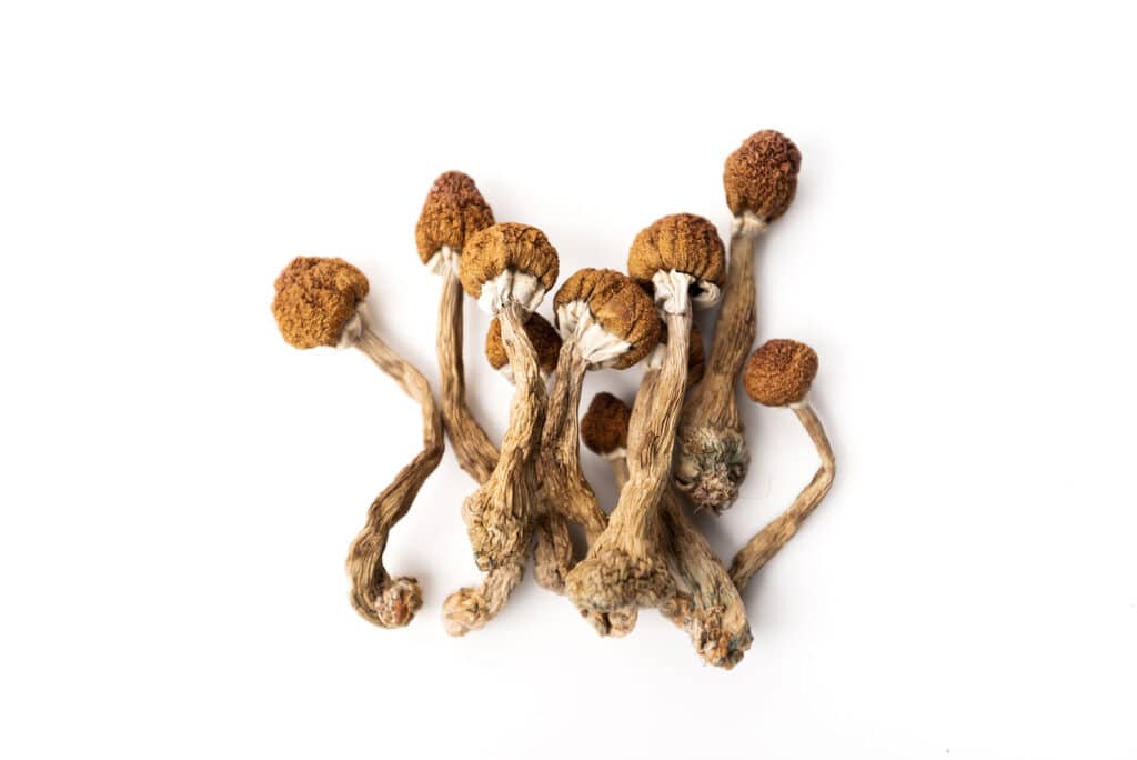 how long do shrooms stay in your system