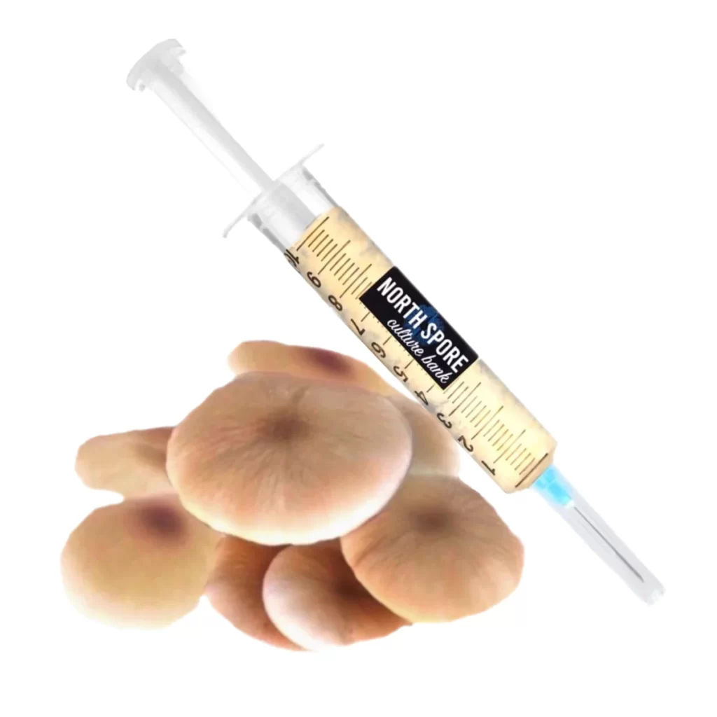 Golden Teacher mushroom spore syringe for beginners
