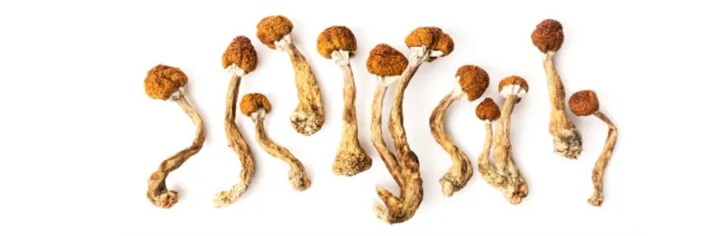 How to grow Golden Teacher mushrooms at home